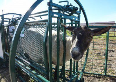 Sheep squeeze chute - DST - lakeland - goat / hoof-care
