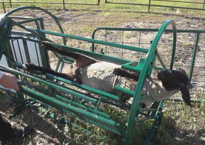 Sheep squeeze chute - DST - lakeland - goat / hoof-care