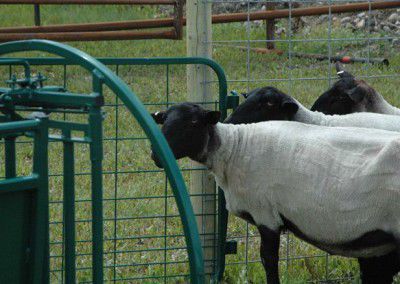 Sheep squeeze chute - DST - lakeland - goat / hoof-care