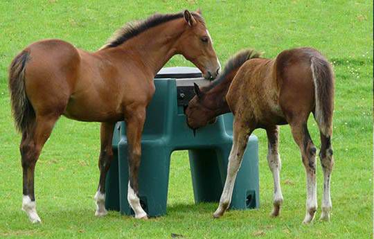 Foal Feeder Plastic Single Access Fcf01 Jfcagri