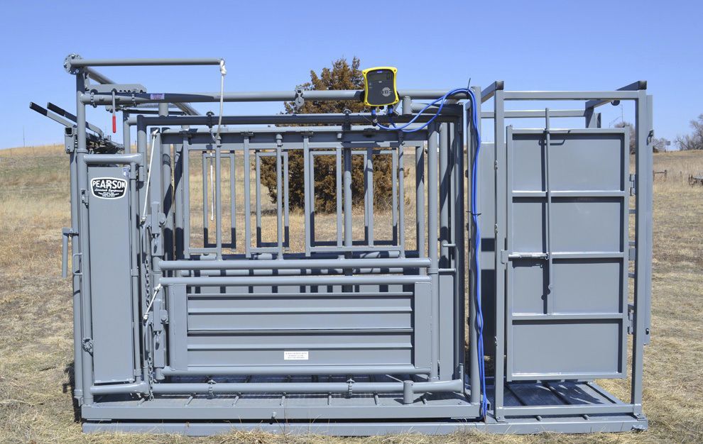 Calf squeeze chute - Pearson Livestocke Equipement - with weighing