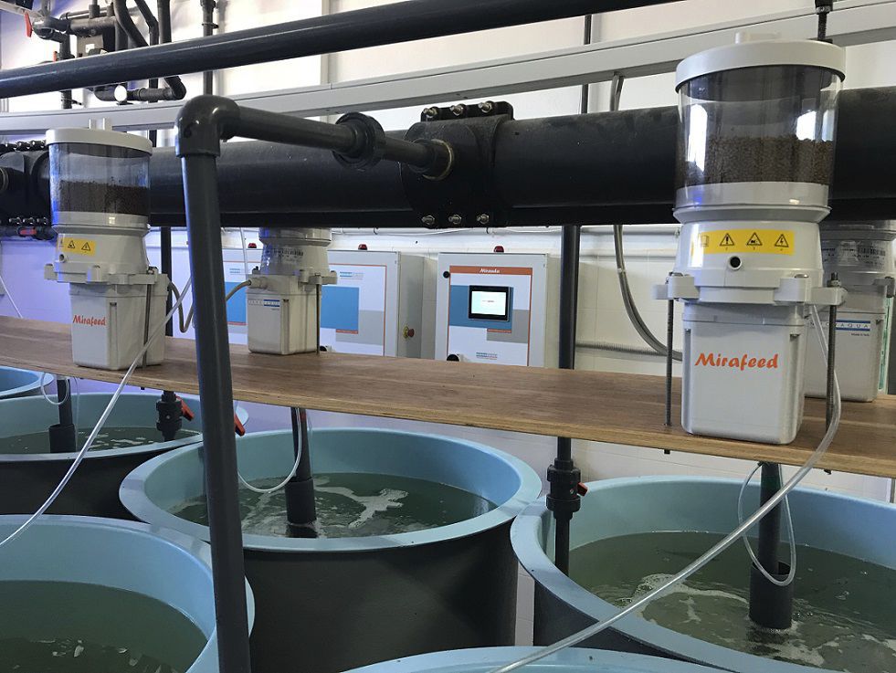 Hopper feeding system Mirafeed acquaeco belt / for aquaculture