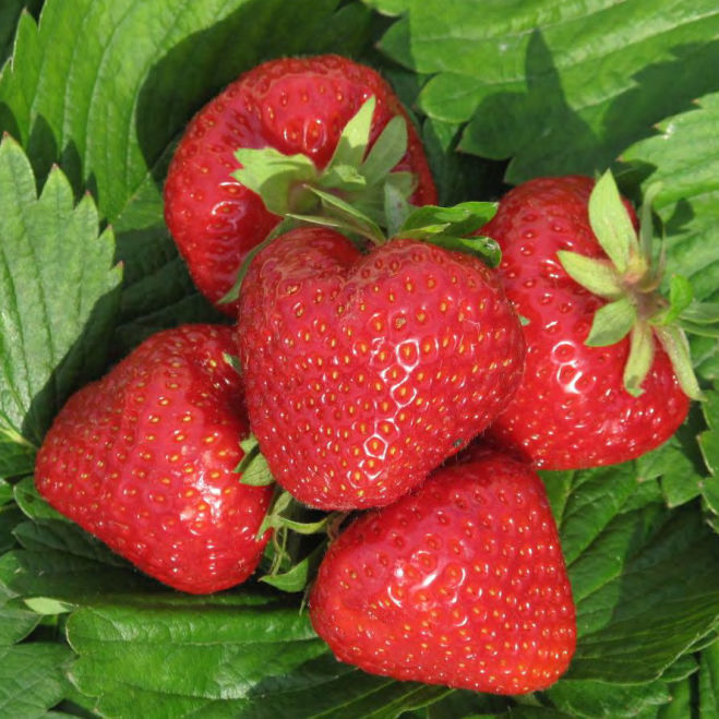 Early strawberry seed Dely pbr CIV Consorzio Italiano Vivaisti