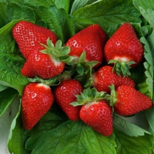 Leaf blight resistant strawberry seed LOFTY®CIVN260 pbr CIV
