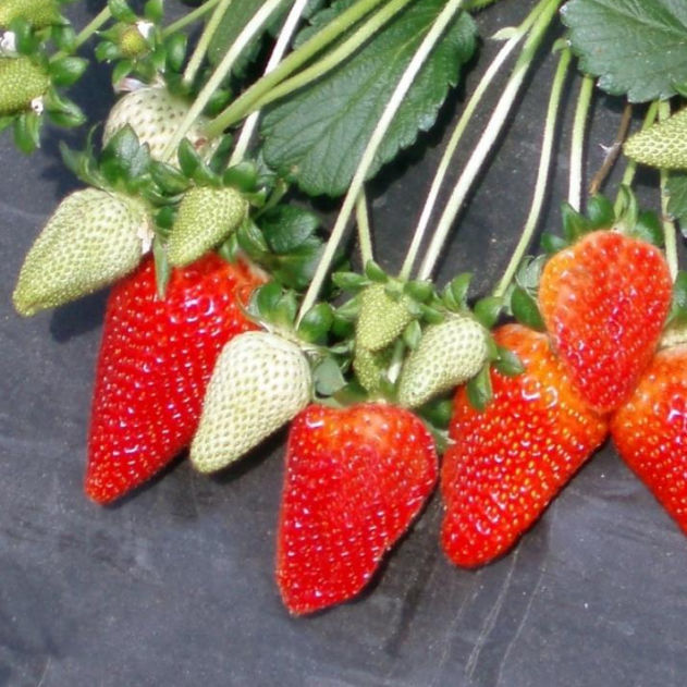 Very early strawberry seed Nabila pbr CIV Consorzio Italiano