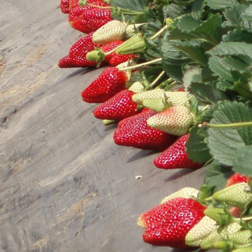 Early strawberry seed Rania pbr CIV Consorzio Italiano Vivaisti