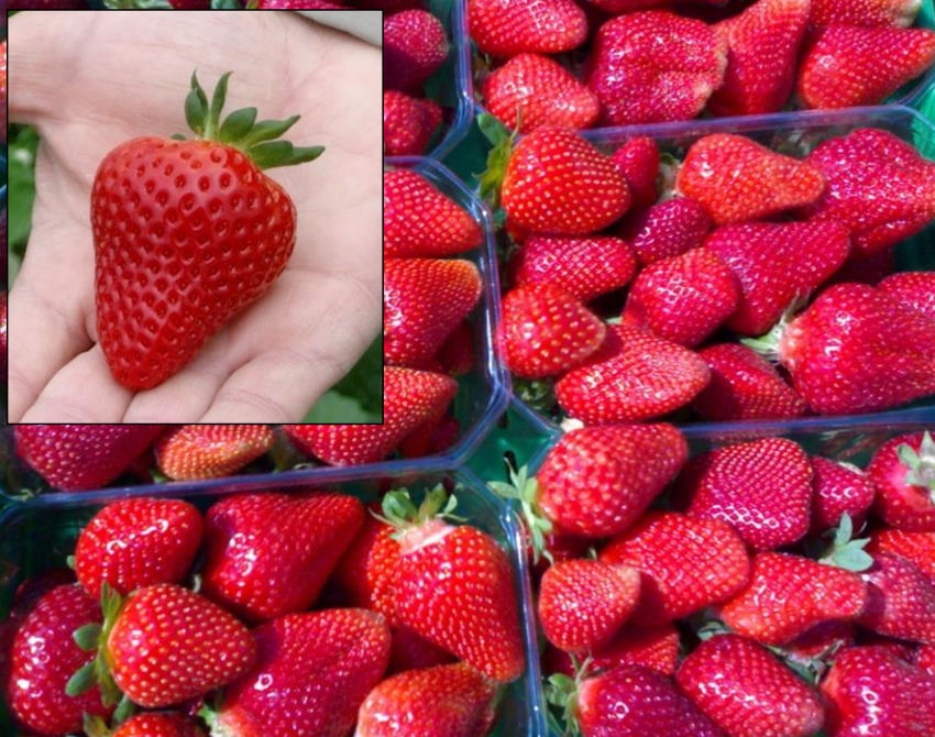 Medium strawberry seed Kamila pbr CIV Consorzio Italiano Vivaisti