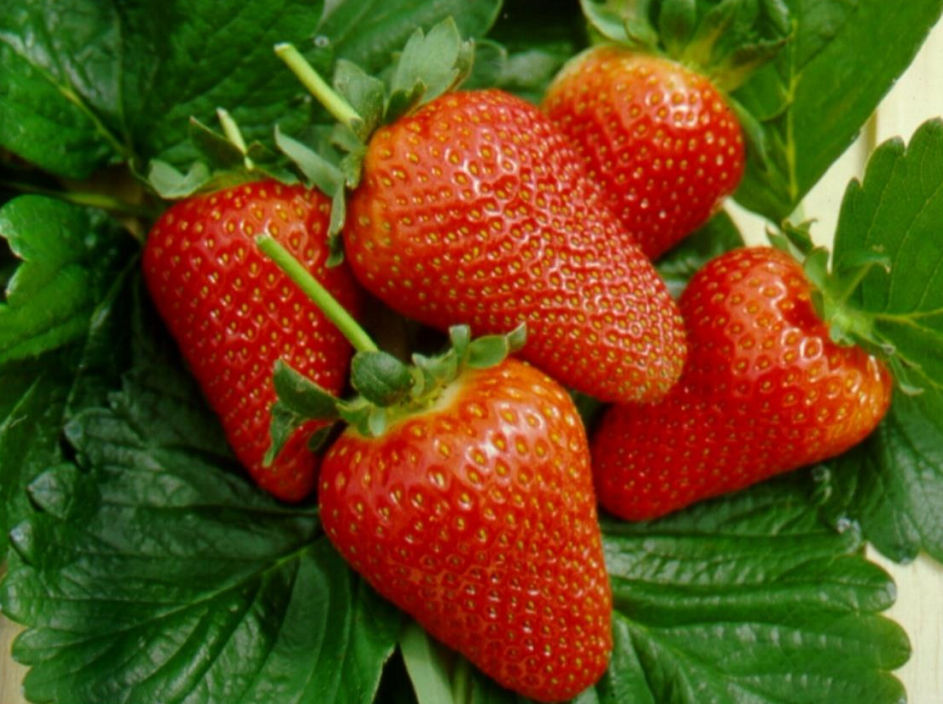 Medium early strawberry seed Naiad®civl35 pbr CIV Consorzio