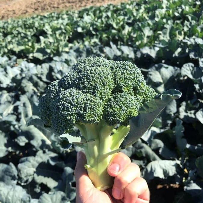 Early broccoli seed - CRX 14102 F1 - CORA SEEDS srl - annual