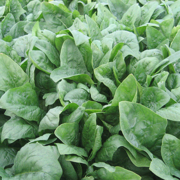 Medium early spinach seed - Imperator F1 - CORA SEEDS srl - annual ...