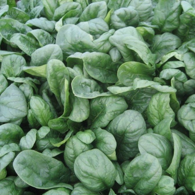 Medium early spinach seed - Spanion F1 - CORA SEEDS srl - annual ...