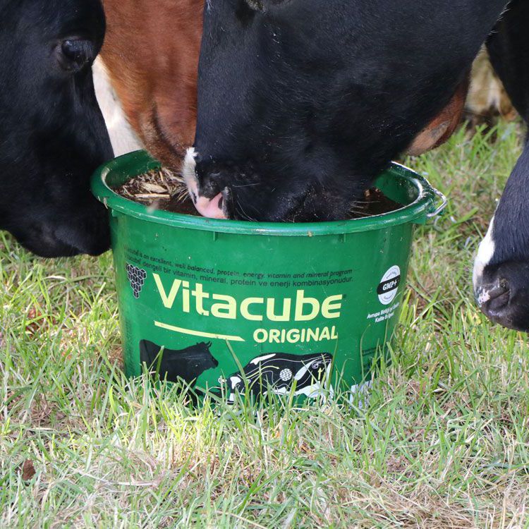Cow mineral bucket Vitacube® farmann goat / for sheep / for horses