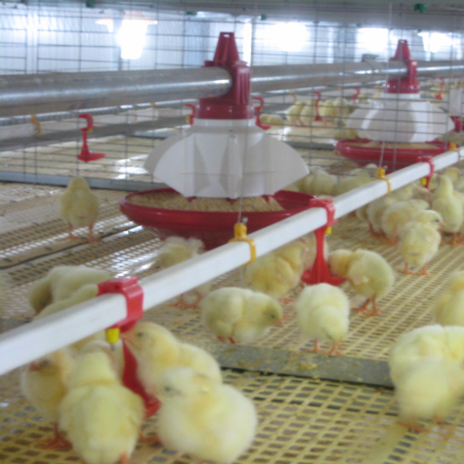 Stainless steel frame broiler rearing cage B3B3 MAX FACCO