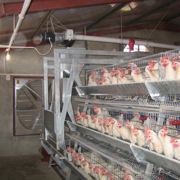 Layer Chicken Cage A 2 Stage 3 Stage Reliance Poultry