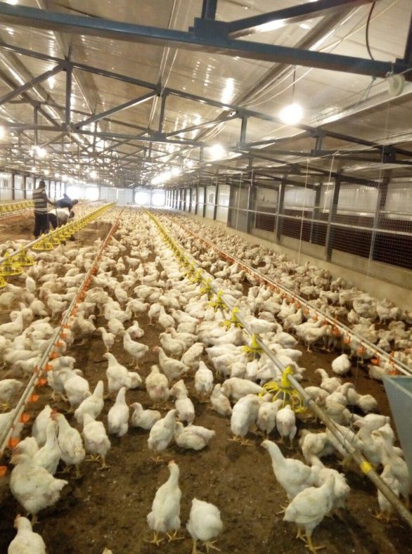 Poultry livestock building - FRANCE ELEVAGE