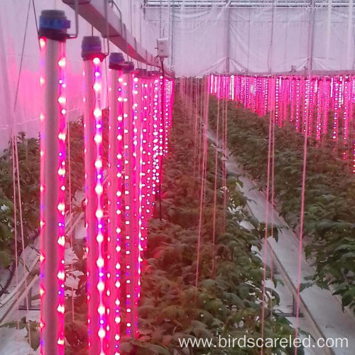 Greenhouse lighting system E27/E26 Shenzhen AMB Technology Co., Ltd
