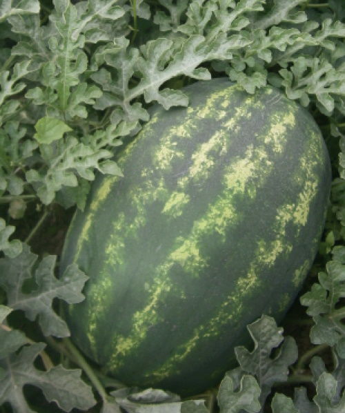 Medium early watermelon seed - ATAKAN F1 - Manier Seeds - fusarium ...