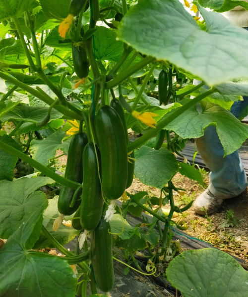 Powdery mildew resistant cucumber seed YILKI F1 Manier Seeds