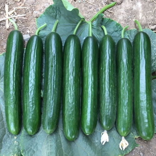 Early cucumber seed MRC 07 F1 Manier Seeds powdery mildew