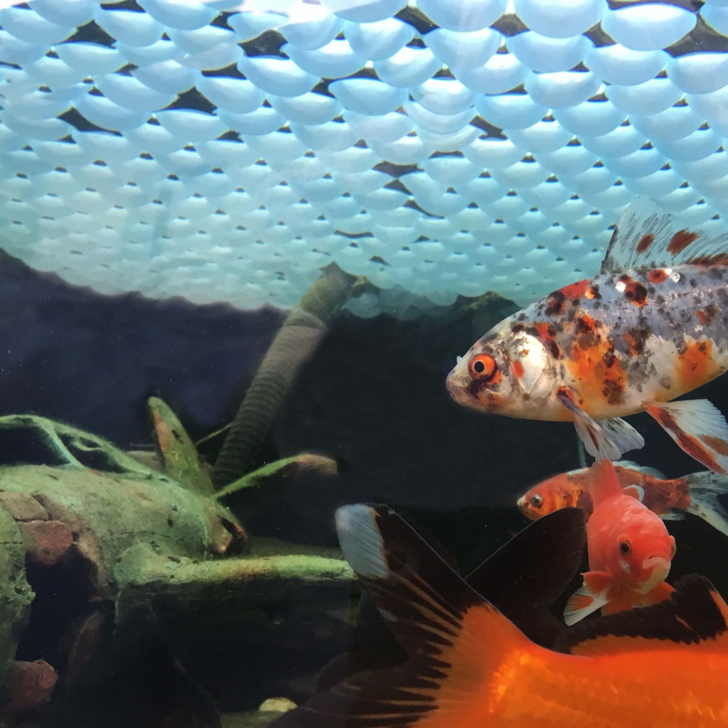 Evaporation shade ball Fish Pond cover ball EuroMatic for lagoon