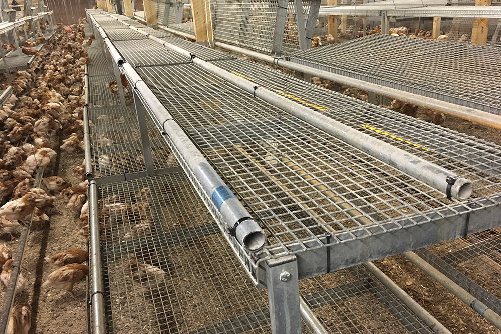 Multitier rearing cage Avijump POTTERS POULTRY LTD stainless