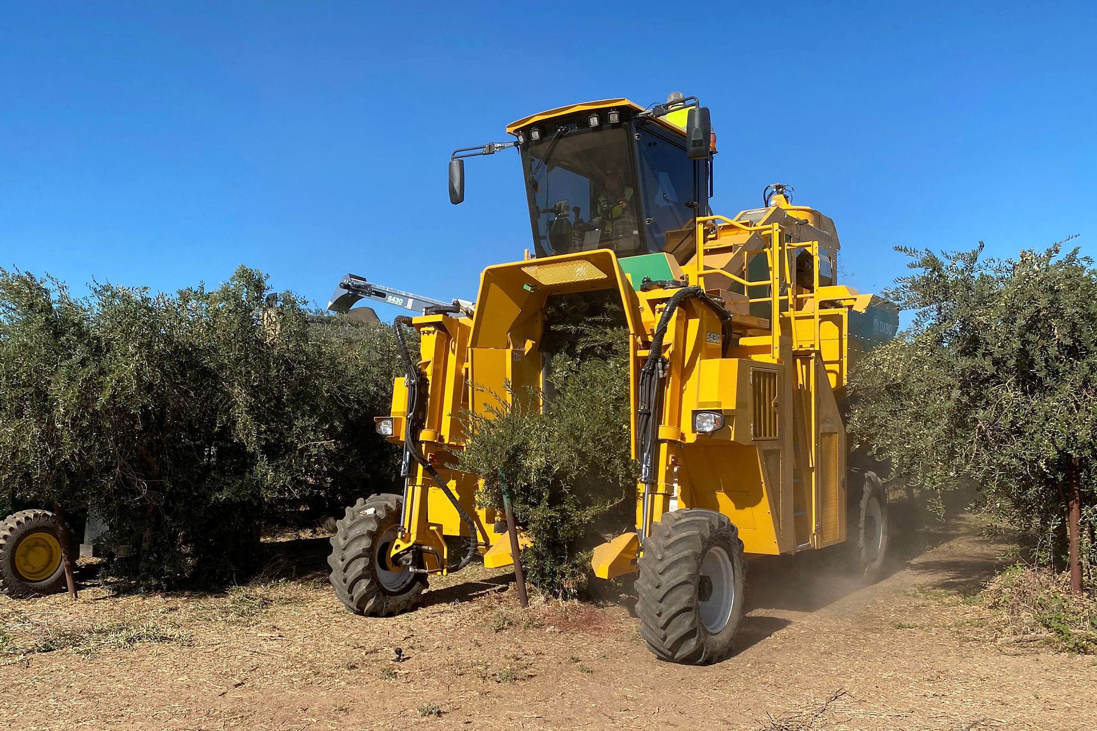 Olive harvester machine 6430 Oxbo almond / selfpropelled / 1row