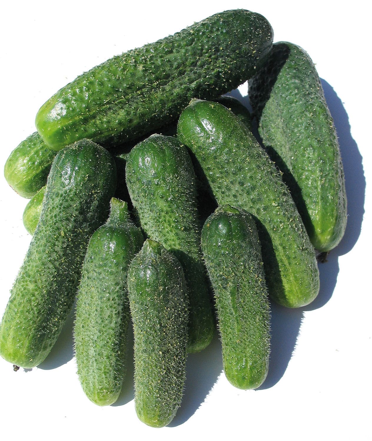 Early pickle seed SZATMÁR F1 Graines Voltz Voltz Horticulture