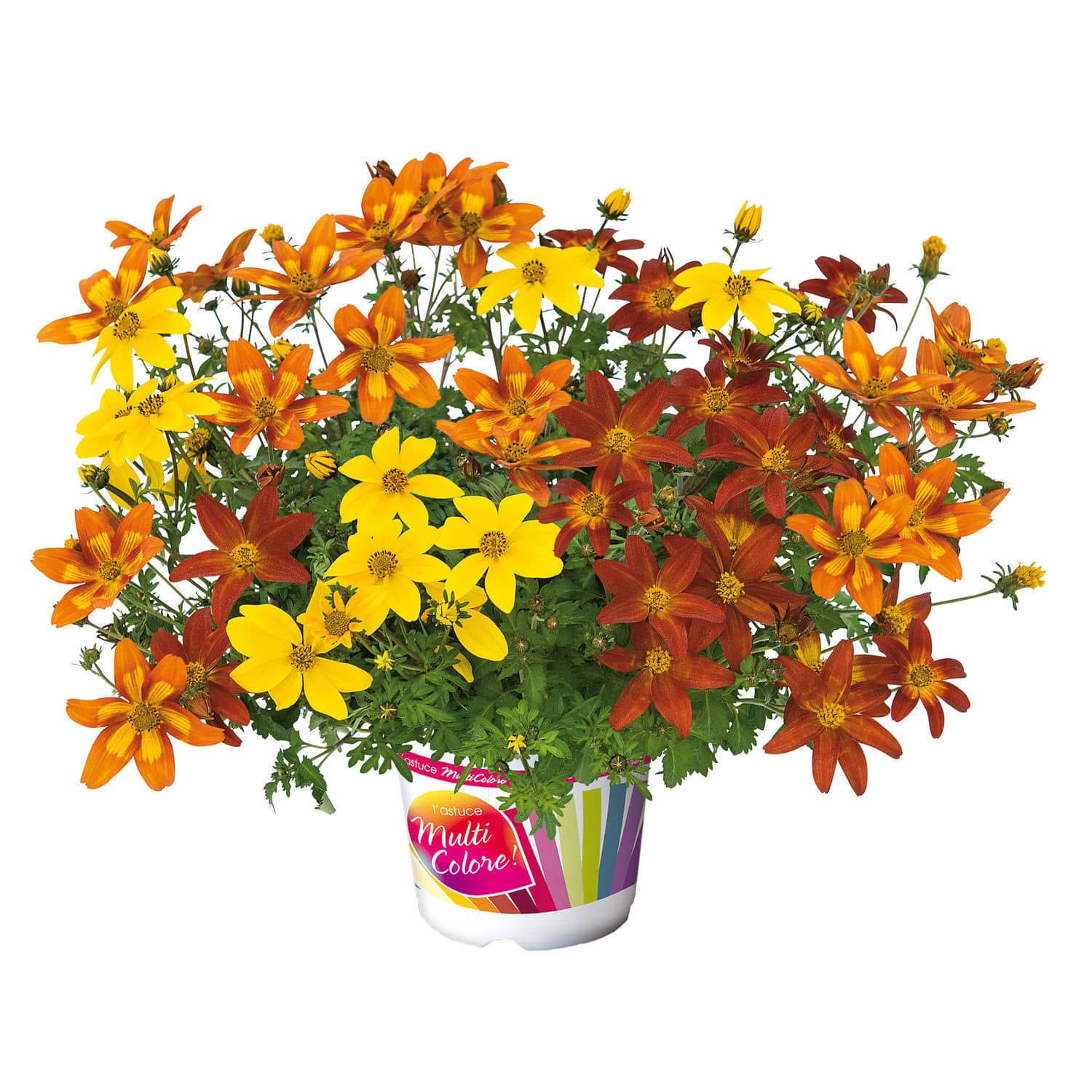 Annual floral seed TRIO SUNFIRE Graines Voltz Voltz Horticulture mix of colors / for