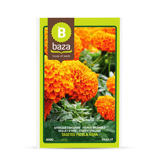 Annual floral seed - FRENCH MARIGOLD - BAZA Seeds Holland b.v. - orange ...