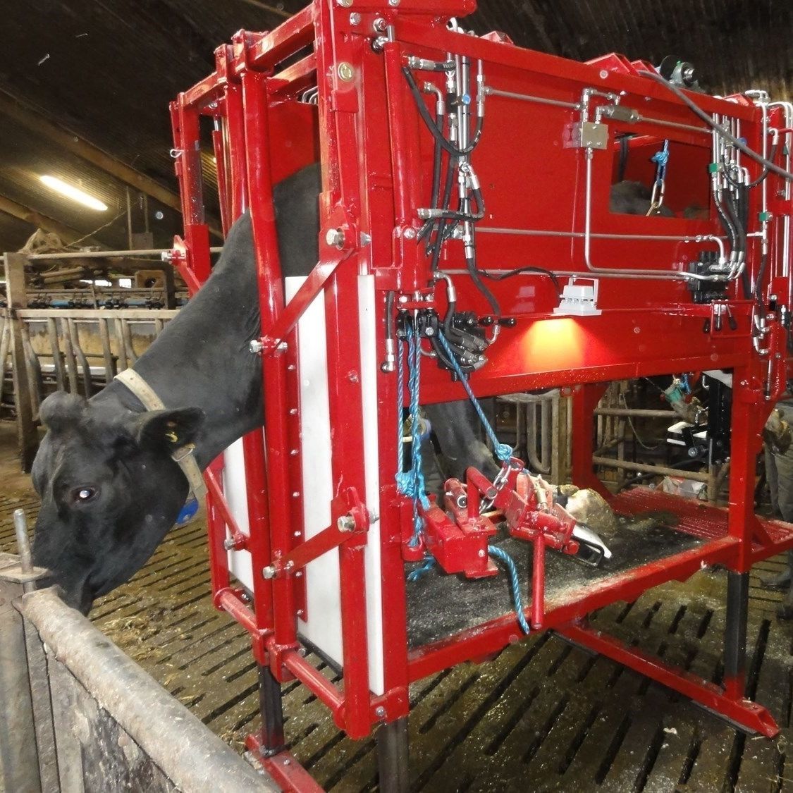 Cows hoof trimmer - Std1 - POMI