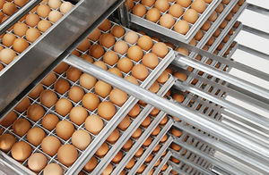 egg transfer system