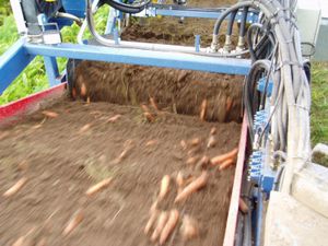 carrot harvester