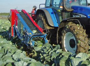 cabbage harvester