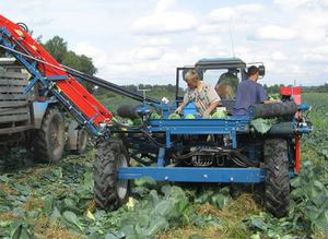 cabbage harvester