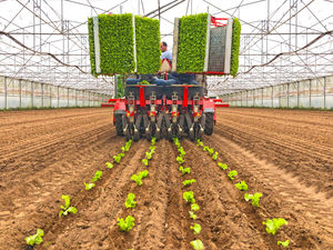 lettuce transplanter