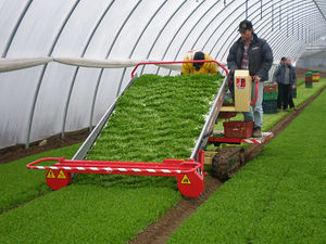 vegetable harvesting machine