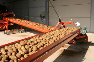 potato conveyor