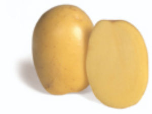 medium early potato seeds