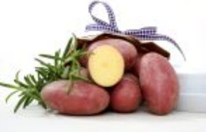 medium early potato seed