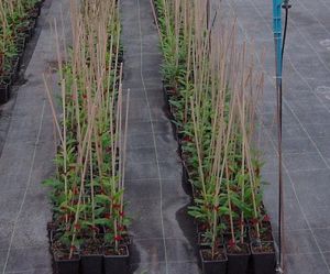 soil cover sheeting