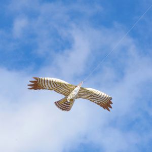 physical scarer