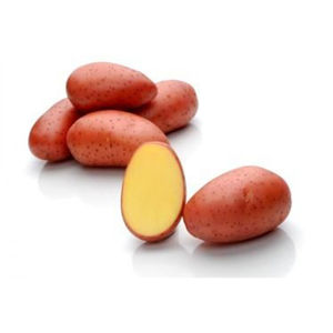 medium early potato seed