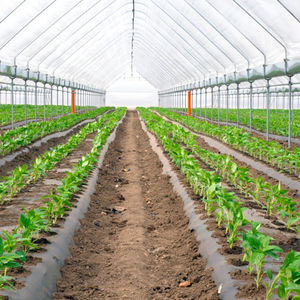 greenhouse film