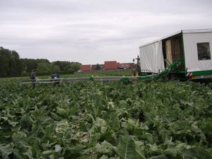 cabbage harvesting belt