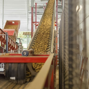 potato conveyor