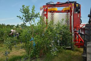 raspberry harvester