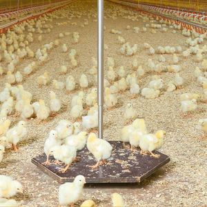 poultry scale