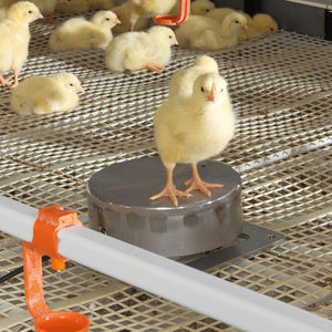 poultry scale