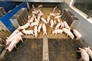 pig barn