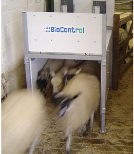 sheep identification system